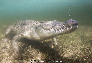 american crocodile by Susanna Randazzo 